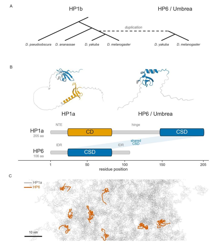 HP6/Umbrea figure: Drosophila phylogeny of the HP1b/HP6 duplication, HP1a versus HP6 domain architecture with predicted structures, and a molecular-dynamics snapshot of HP6 chains dispersed through an HP1a condensate