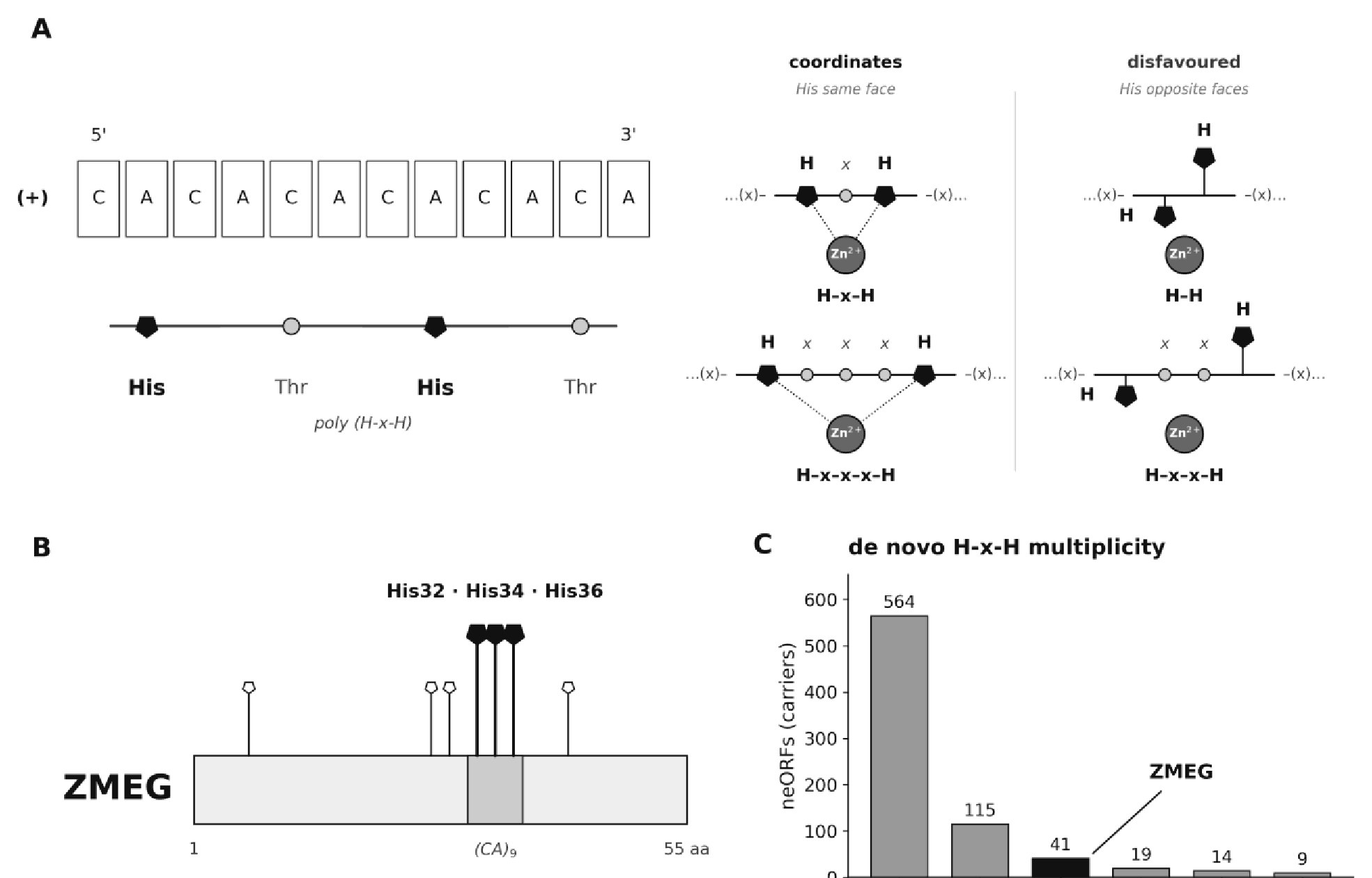 De novo ORF figure: how (CA)n microsatellites translate into bis-histidine (H-x-H) zinc-coordination motifs, the ZMEG His32/His34/His36 site, and the distribution of H-x-H motif counts across de novo ORFs