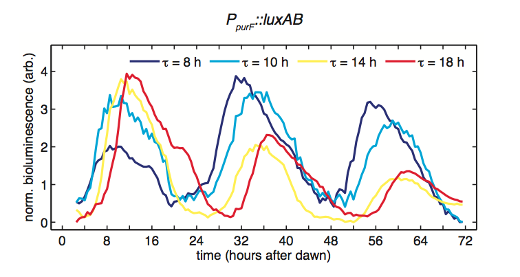 Figure from the study of the cyanobacterial circadian clock tracking midday across day lengths