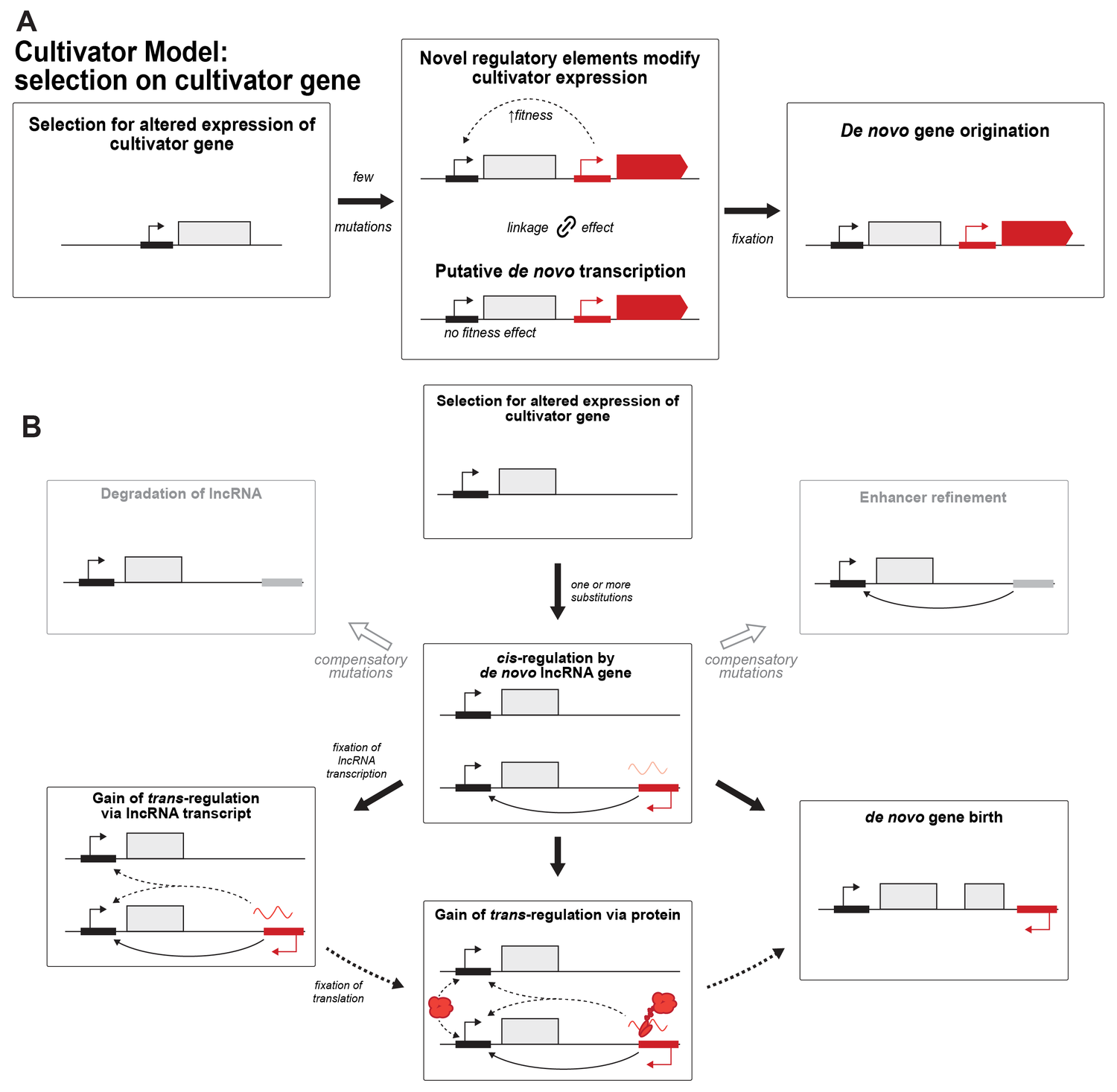 Schematic of the cultivator model of de novo gene origination: selection on a cultivator gene, novel regulatory elements and putative de novo transcription, and paths to de novo gene birth through cis- and trans-regulation by a de novo lncRNA