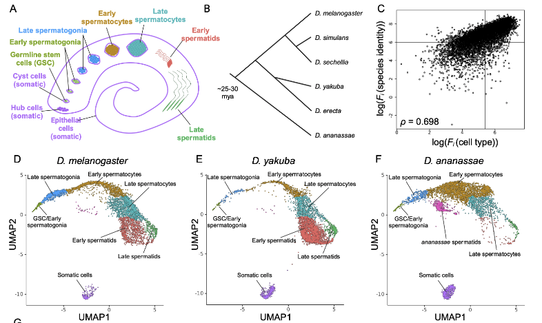 Figure from the comparative single-cell study of transcriptional bursting in Drosophila spermatogenesis