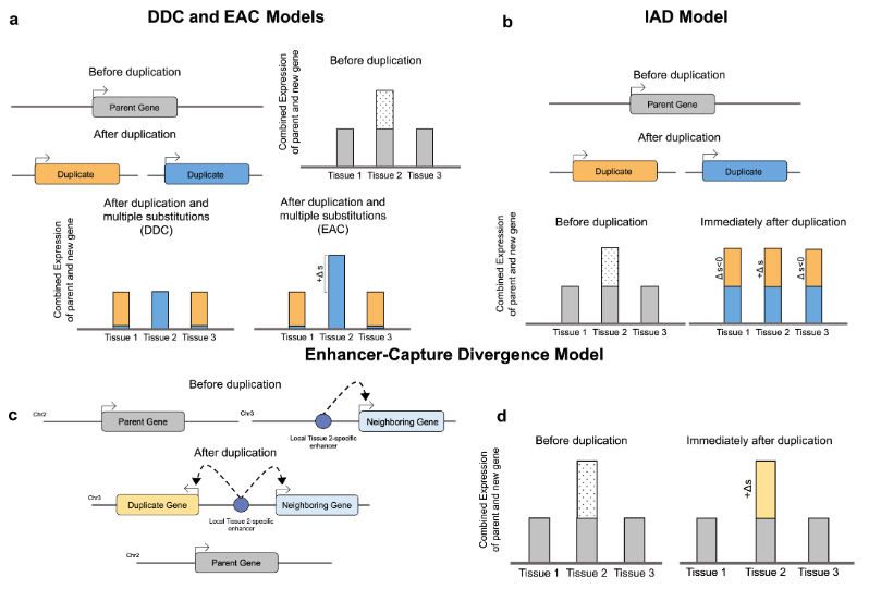 Figure from the study of enhancer capture and the 3D genome in asymmetric gene duplication