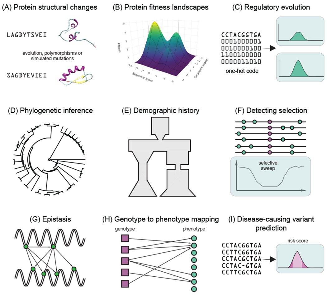 Overview panels of machine-learning applications across evolutionary genetics: protein structure change, fitness landscapes, regulatory evolution, phylogenetic inference, demographic history, detecting selection, epistasis, genotype-to-phenotype mapping, and variant prediction
